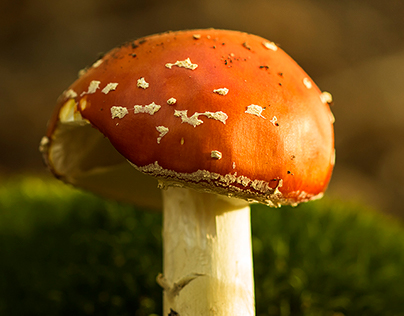 Mushrooms Photography