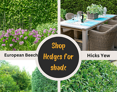 Explore Variety Of Hedges
