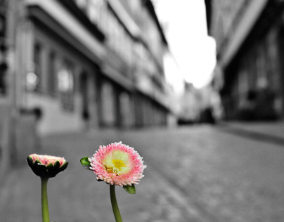 Frühling auf der Krämerbrücke Erfurt