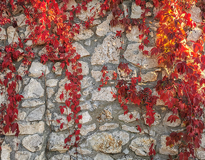 Wall in red liana in autumn, background.