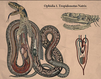 Biological illustration