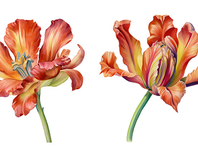 tulip watercolor