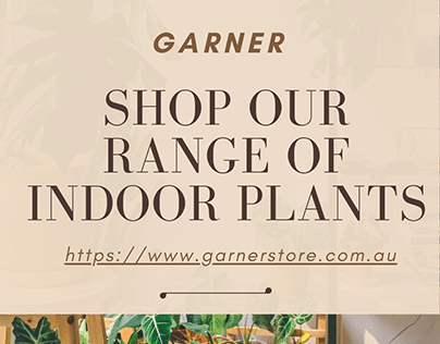 Indoor Plants Online In Melbourne
