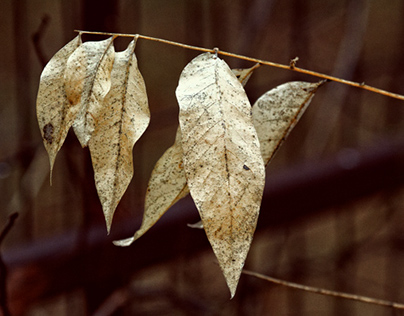 Winter Leaves and Buds