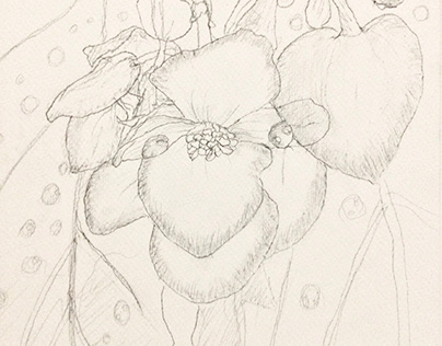 flower sketch Begonia
