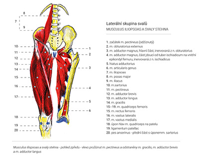 infografika (kosti a svaly)