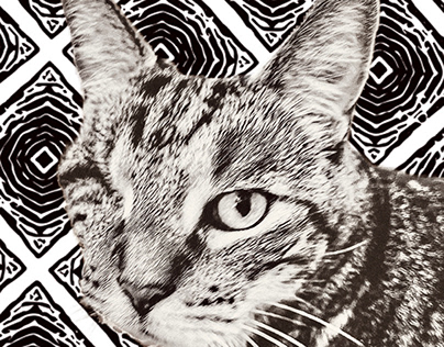 Cat, pattern, photography, graphic design