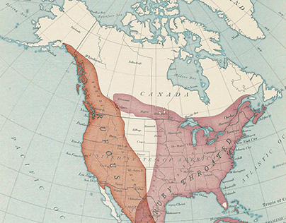 Hummingbird Range Map North America