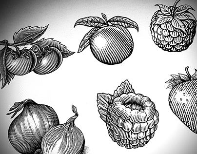 Vegetables & Fruits Illustrated by Steven Noble