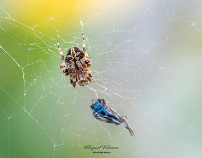 Spider & Web