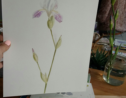 Watercolor iris