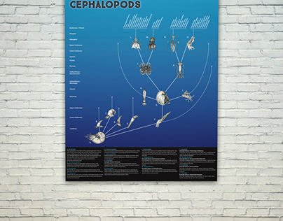 Cephalopod - Infographic