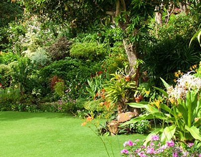 Lawn Care And Maintenance