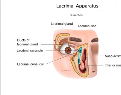 Lacrimal Apparatus (Dissection)