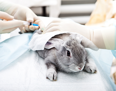 Animal Testing vs Medical Research Proposal