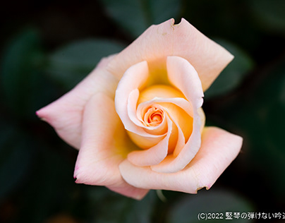 神代植物公園のバラ（11月4日）