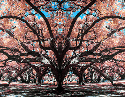 Live Oaks in infrared at New Orleans Big City Park