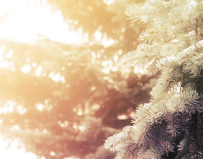 Coniferous tree branches Wallpapers