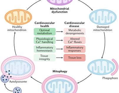 cardiac-disease-related mitochondria studies