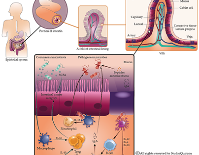 Intestinal structure and immuno-environment