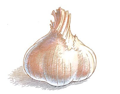 An illustration of garlic for packaging by Ken Jacobsen