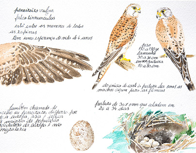 Illustrations for Falconry Museum