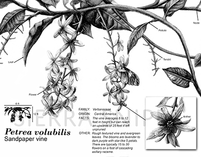 Botanical Illustration of Petrea volubilis