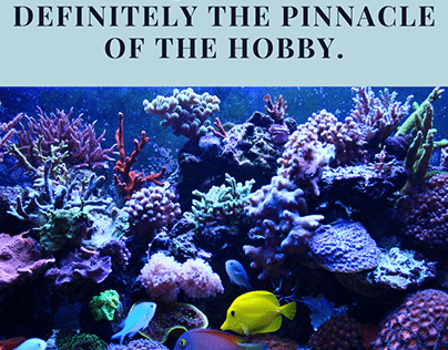 Reef aquariums are definitely the pinnacle
