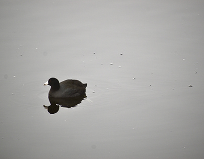 Coot in the fog