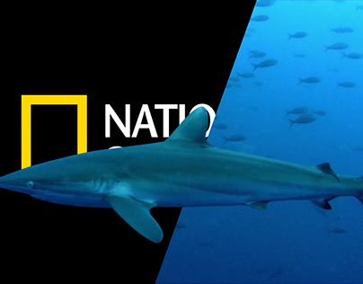 National Geographic - Shark