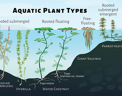 Aquatic Plant Types