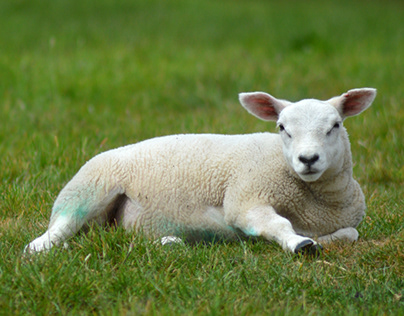 Lamb photography