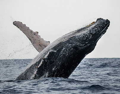 Destinos para el avistamiento de ballenas jorobadas