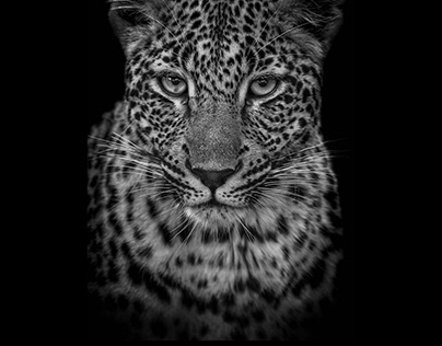 Leopards, my love