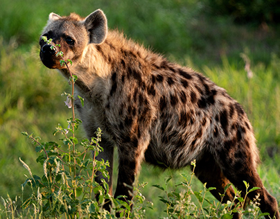 Hyenas of The Greater Kruger