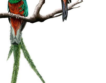 Quetzal guatemalteco/ Ave