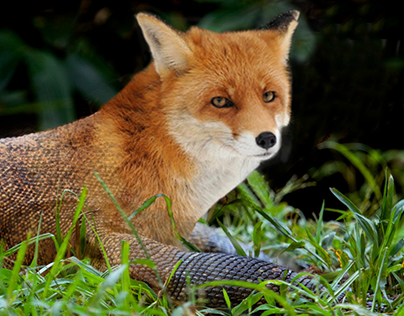 Komodo Fox