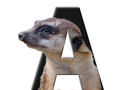 Meerkat in letters