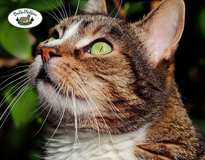 Meet the Egyptian Mau Cat: Graceful Companions