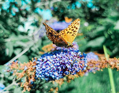 Butterfly Photograph LR