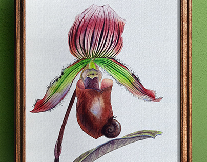 Paphiopedilum Orchid & snail