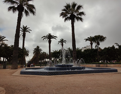 Palm trees in Casablanca City centre