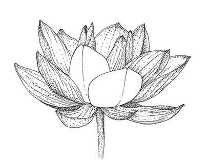 Lotus In Bloom