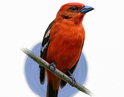 Exotic Birds vector illustrations series.