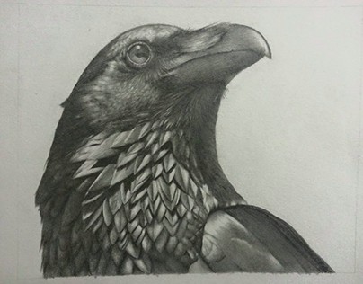 Raven Drawing
