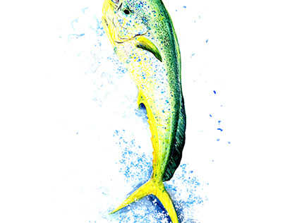 Mahi-mahi Watercolor Painting - Ocean Fish Jumping