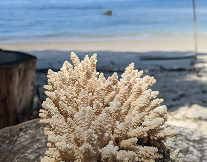 Dry Coral Reef