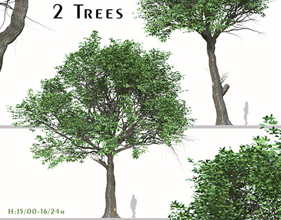 Set of Quercus serrata Trees ( Korean Oak ) ( 2 Trees )