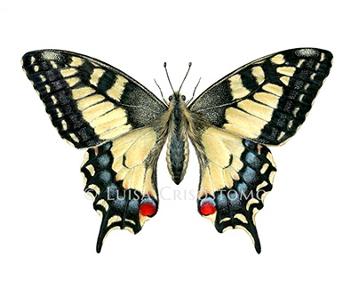 Papilio machaon (Set of 3 illustrations) (2019)