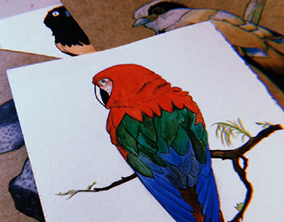 Pássaros | Lápis de cor e Aquarela